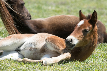 Naklejka na ściany i meble Young wild mustang laying in grass