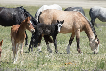 Wild mustang foals with herd in field