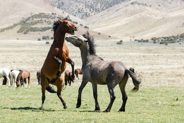 Wild mustang horses sparing in the desert