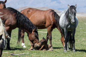 Obraz premium Wild mustang foal with herd in field