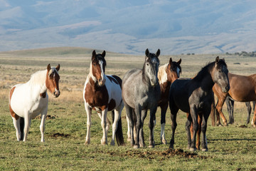 Wild horses standing in green desert landscape