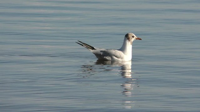 Seagull floating in the sea. A beautiful bird close-up. The wildlife of the planet.