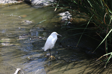 Egret resting on a rock in stream in the cool of shade grass.
