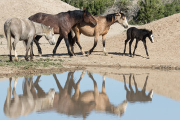 Wild horses at watering hole  