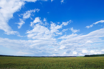 Summer field under cloudy sky