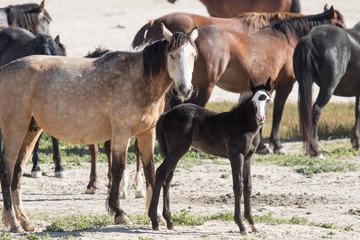 Fototapeta na wymiar Wild mustang foal with herd in desert