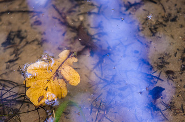 Yellow oak leaf floating on water surface. Fallen veined leaflet with rip adrift on transparent natural pool. Autumn close-up of limpid lake.