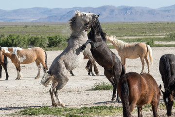 Obraz na płótnie Canvas Wild mustang horses sparing in the desert