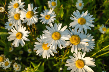 Flowering daisy field