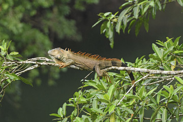 Iguana in a rain forest tree