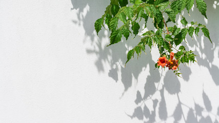 Playful light and shadow on a white background. Trumpet vine with orange flower. Campsis radicans. Modern whitewashed wall with decorative green branches and red blooms in sunlight. Ornamental shrub. - Powered by Adobe