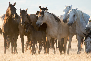 Naklejka na ściany i meble Group of wild horse mares protecting young pony