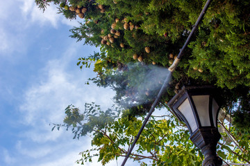 Nature, vegetation © yaroslav1986