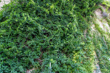 Nature, vegetation © yaroslav1986