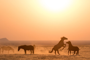Wild horses silhouetted against an orange sky