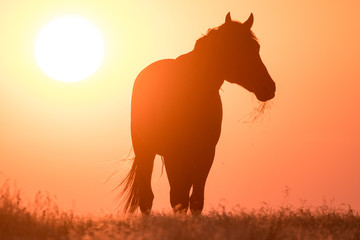 Fototapeta na wymiar Wild horse silhouette in crimson sunset along Pony Express