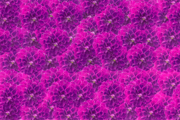 colorful of dahlia and green leaf with sun light,