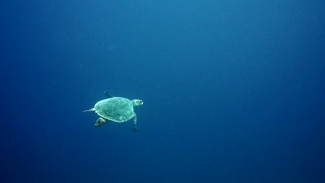 Hawksbill Sea Turtle swimming in blue water