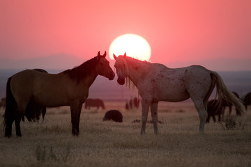 Wild horses in crimson sunset along Pony Express