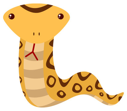 Rattle snake on white background