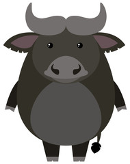 Cute buffalo on white background