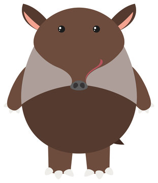 Brown tapir on white background