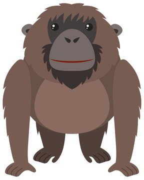 Brown orangutan with happy face
