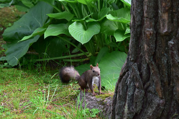 ギボウシの根元に立つエゾリス