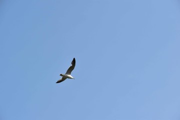 Obraz premium 青空を進むカモメ