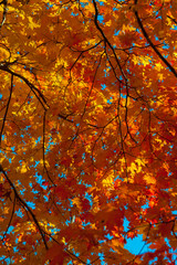 Autumn colorful leaves