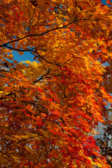 Autumn colorful leaves