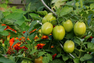 Hochbeet mit Gemüse, Tomaten und Blumen