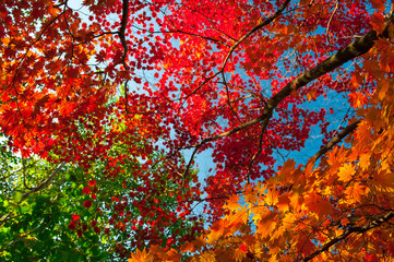Autumn colorful leaves
