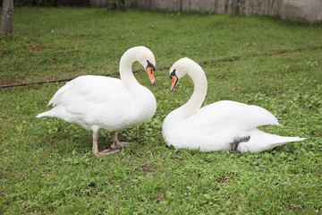 向かい合う白鳥　ハート型