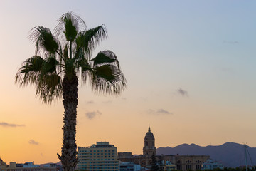 Palmera al atardecer en el puerto de Malaga