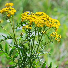 Wild medicinal plant tansy (lat. Tanacetum vulgare)