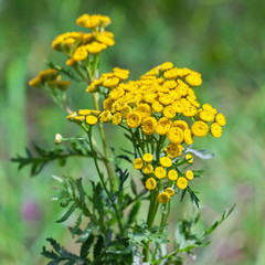 Wild medicinal plant tansy (lat. Tanacetum vulgare)