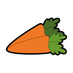 carrots vegetable icon over white background vector illustration