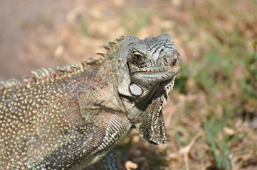 Iguane des Antilles