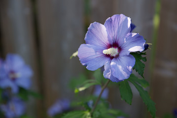 Hibiscus vivace © Nicolas St-Germain