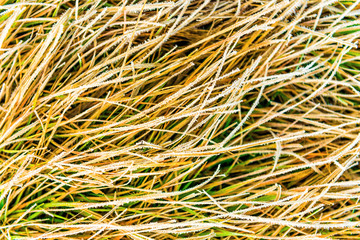 Icy frost on dry tall grass in Dolly Sods, West Virginia