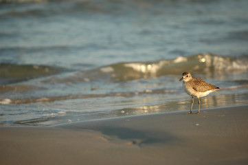 South Texas Birds