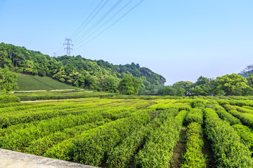 Hangzhou West Lake Longjing Village