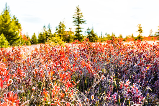 Frost iced trail of red blueberry bushes illuminated by morning sunlight at Dolly Sods, West Virginia with forest - Powered by Adobe