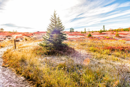 Icy frost on red blueberry huckleberry bush trail path illuminated by morning sunlight at Dolly Sods, West Virginia - Powered by Adobe