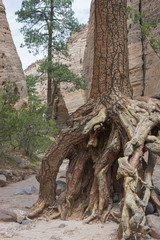 Pine Tree at Tent Rocks
