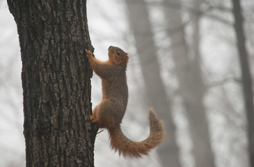 Foggy Squirrel 2