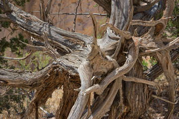 Twisted Stump at Tent Rocks