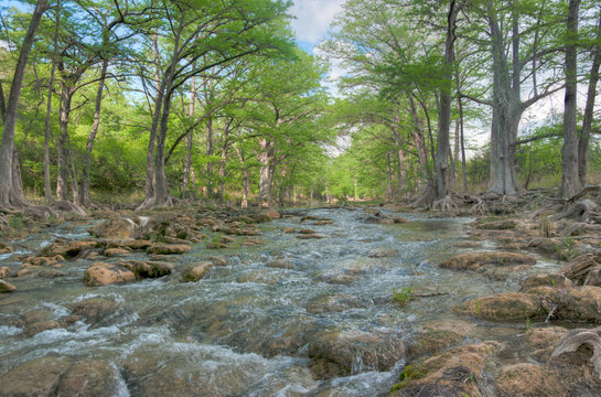 Creek in the Woods