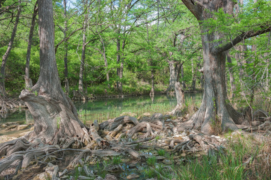 Creek in the Woods